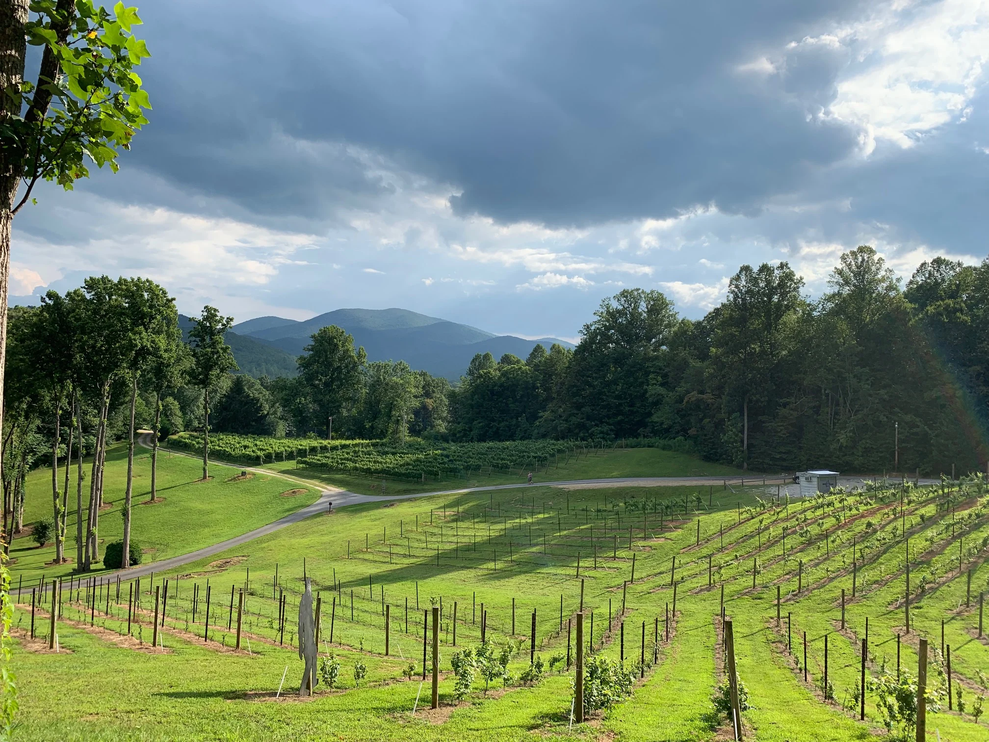 The Vineyard with Mountain view at Paradise Hills Winery Resort and Spa in the North Georgia Mountains, Blairsville Blue Ridge